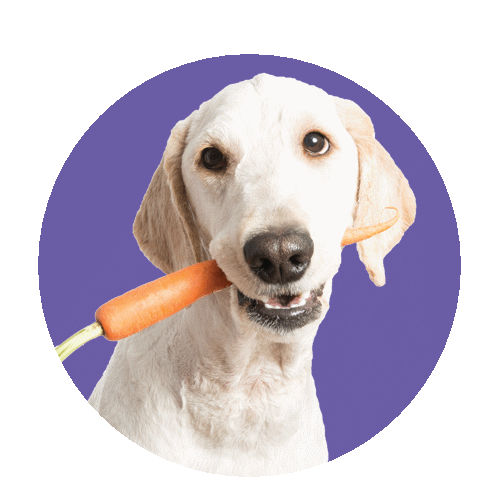 ������ ������ ������