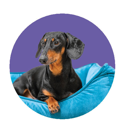 ����� ������� ������