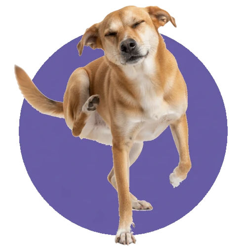 ����� �������