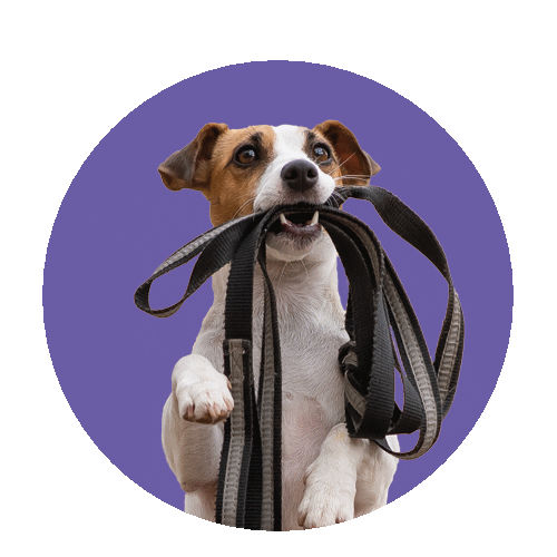 ������, ������