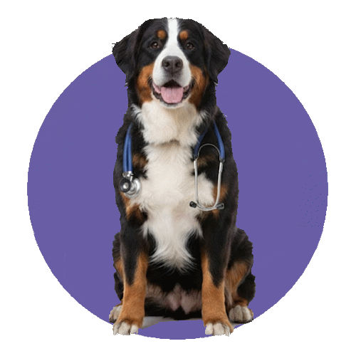 ���� ����� ������